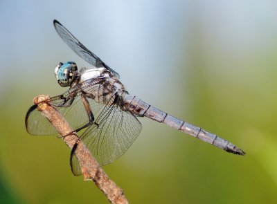 Great Blue Skimmer