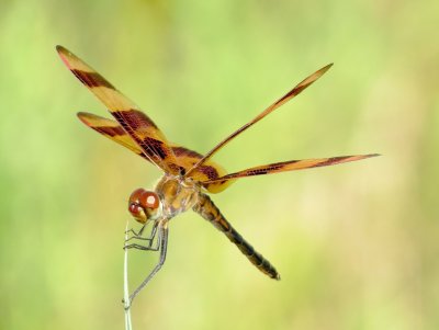 Halloween Pennant