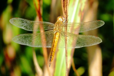 Wandering Glider