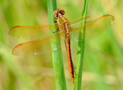 Golden-Winged Skimmer