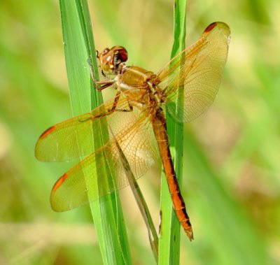 Golden-Winged Skimmer