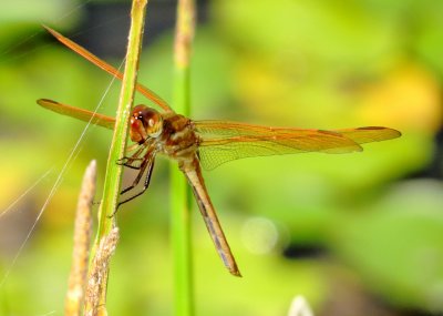 Golden-Winged Skimmer