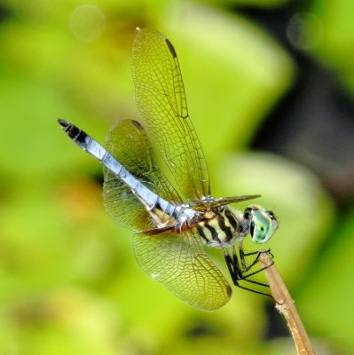 Blue Dasher