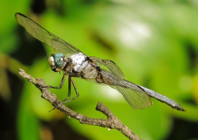 Great Blue Skimmer