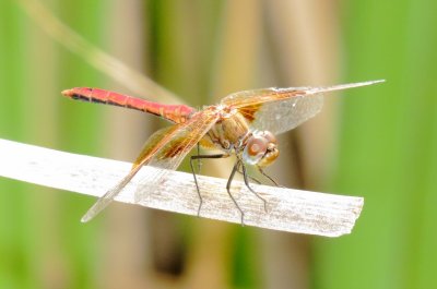 Band-Winged Meadowhawk