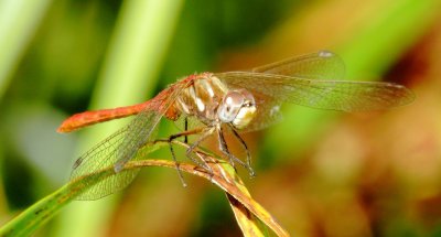 Striped Meadowhawk