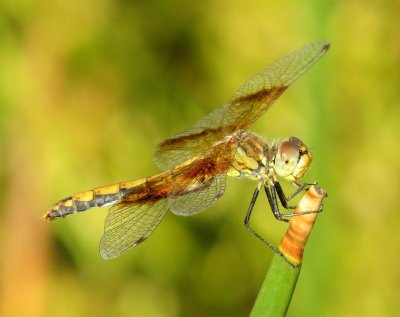 Band-Winged Meadowhawk