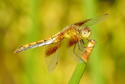 Band-Winged Meadowhawk