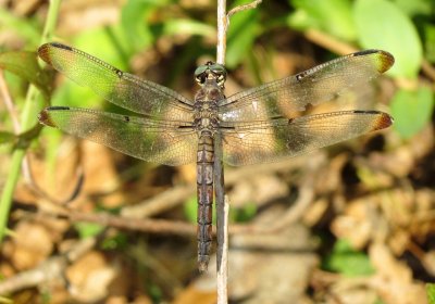 Great Blue Skimmer