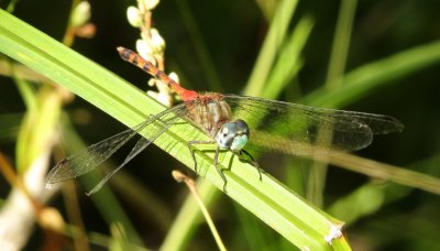 Blue-Faced Meadowhawk