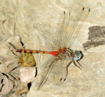 Blue-Faced Meadowhawk