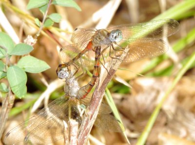Blue-Faced Meadowhawk