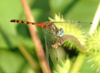 Blue-Faced Meadowhawk