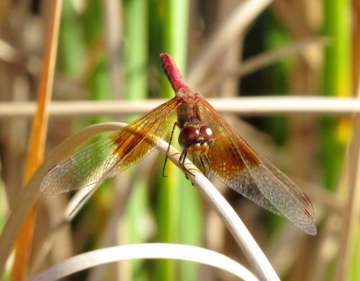 Band-Winged Meadowhawk