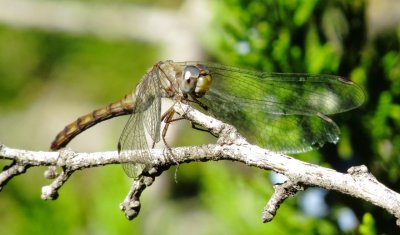 Blue-Faced Meadowhawk