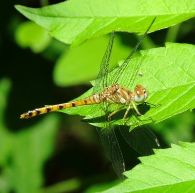 Blue-Faced Meadowhawk
