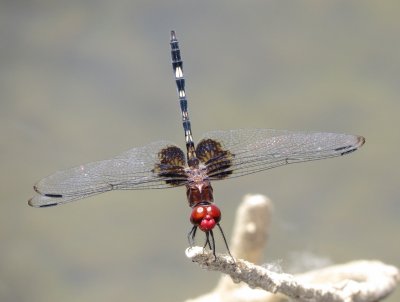 Checkered Setwing