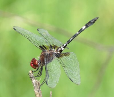 Checkered Setwing