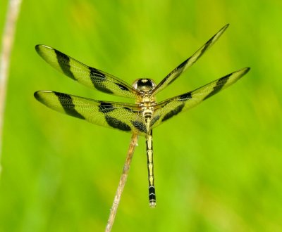 Halloween Pennant
