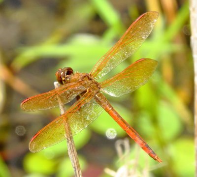 Golden-Winged Skimmer