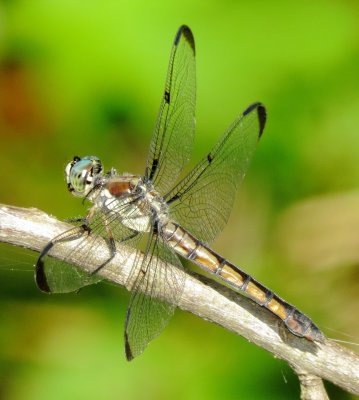 Great Blue Skimmer