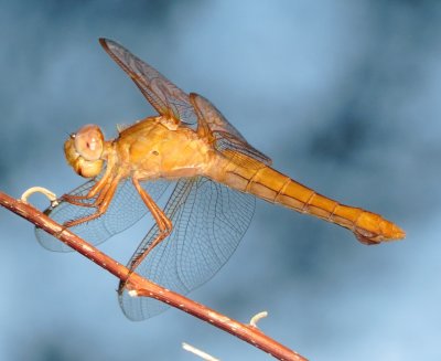 Neon Skimmer