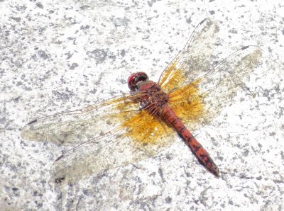 Red Rock Skimmer