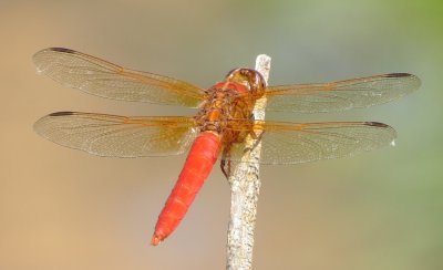 Neon Skimmer