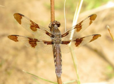 Common Whitetail
