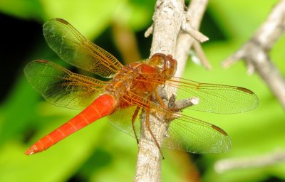 Neon Skimmer