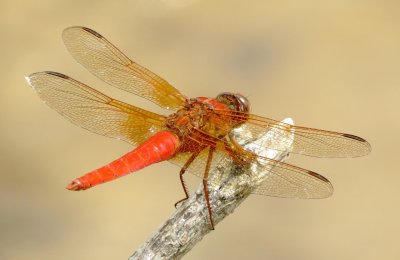 Neon Skimmer