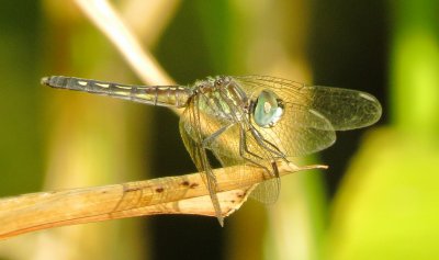 Blue Dasher