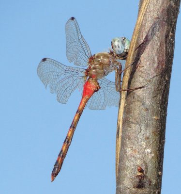 Blue-Faced Meadowhawk