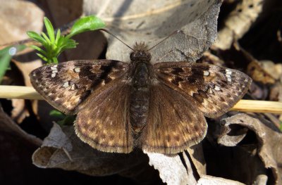 Horace's Duskywing