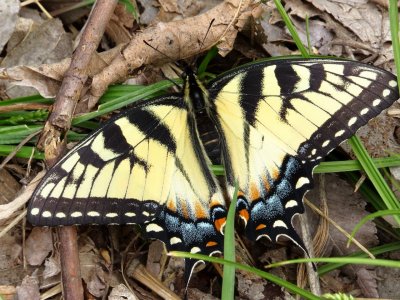 Eastern Tiger Swallowtail