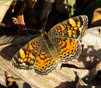 Pearl Crescent