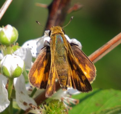Skipper Species