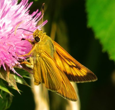 Delaware Skipper