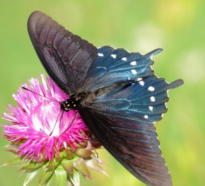 Pipevine Swallowtail