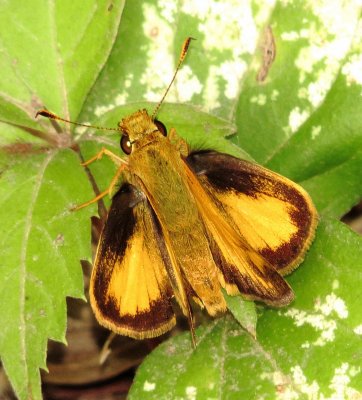 Zabulon Skipper
