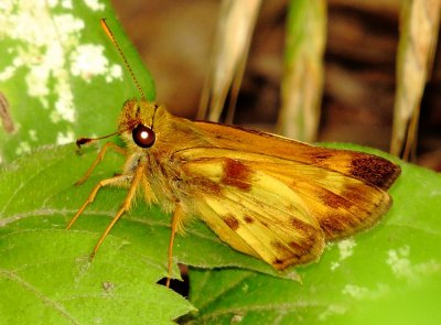 Zabulon Skipper