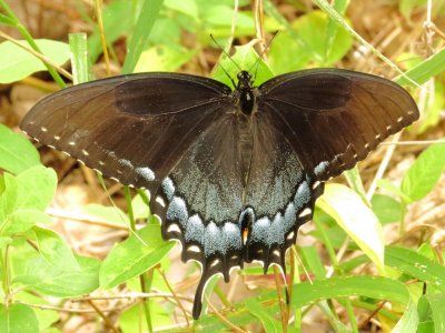 Eastern Tiger Swallowtail