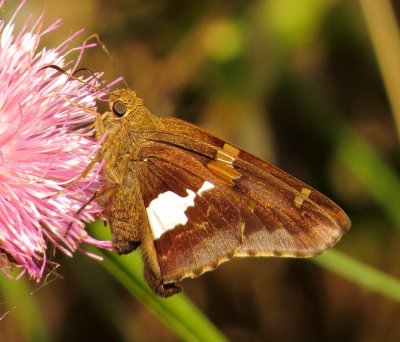 Silver-Spotted Skipper