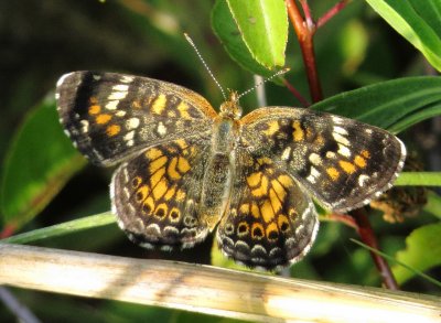 Phaon Crescent