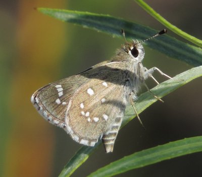 Dotted Roadside Skipper