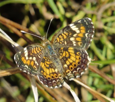Phaon Crescent