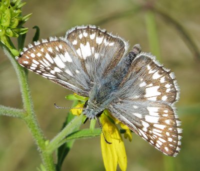 Common Checkered Skipper
