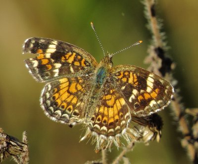 Phaon Crescent