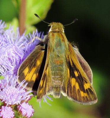 Peck's Skipper