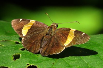 Golden-Banded Skipper